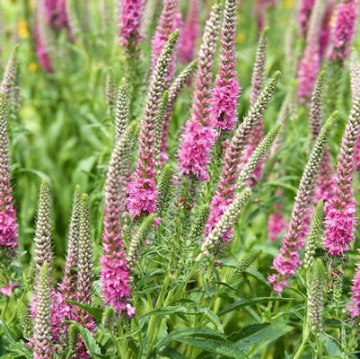 Veronica spicata Red Fox