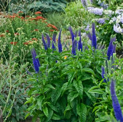 Veronica Sunny Border Blue