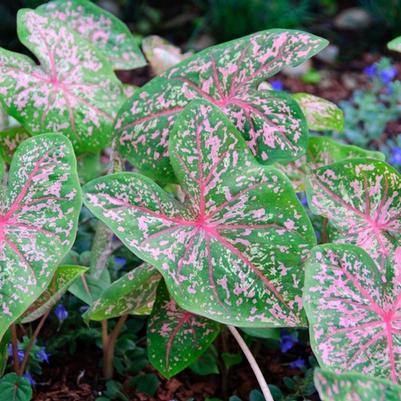 Viburnum Pragense