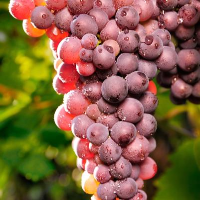 Vitis vinifera Reliance