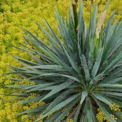 Yucca filamentosa Excalibur
