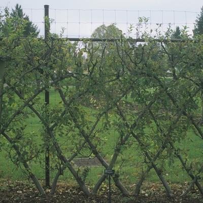 Malus domestica Yellow Delicious