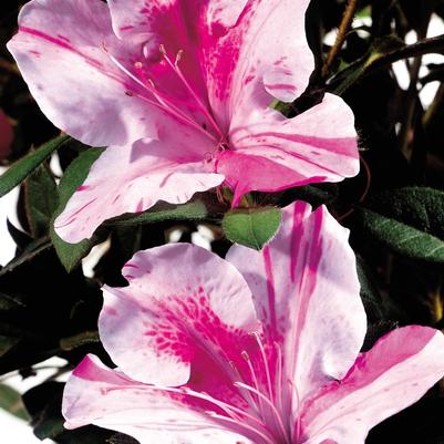 Rhododendron Encore&reg; Autumn Twist&reg;