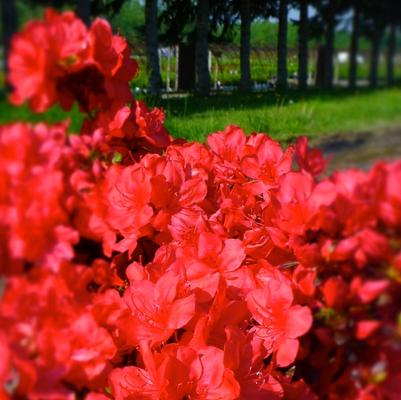 Rhododendron Kurume hybrid Mother's Day