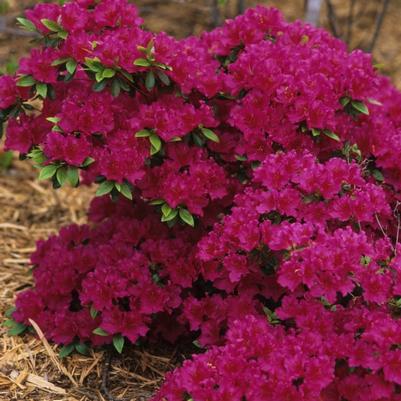 Rhododendron Girard hybrid Girard's Fuchsia