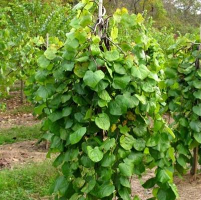 Cercis canadensis Lavender Twist&reg;