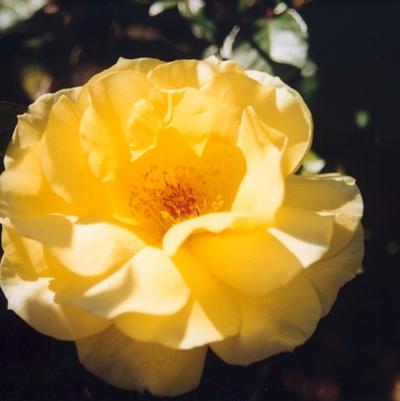 Coreopsis Satin & Lace&trade; Razzle Dazzle