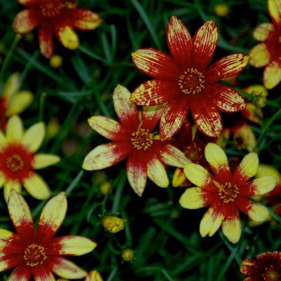 Coreopsis verticillata Route 66