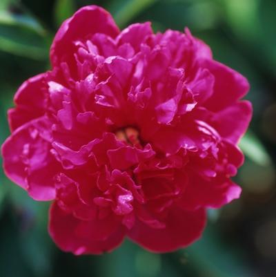 Heuchera Heureka&trade; Black Knight