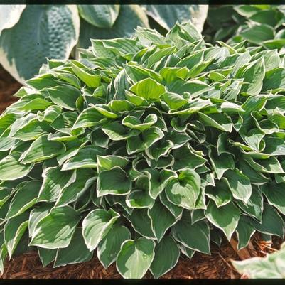 Hosta Allan P. McConnell