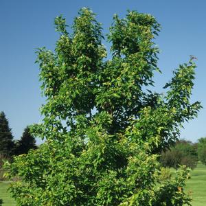 Fargesia rufa 