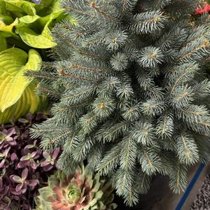 Buxus Green Mound