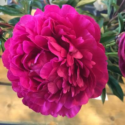 Paeonia lactiflora Kansas