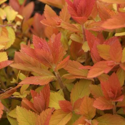 Spiraea Double Play Big Bang&reg;