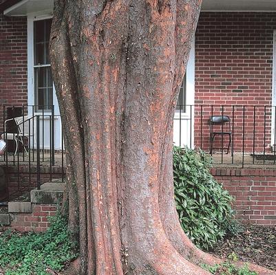 Ulmus parvifolia Allee&reg;