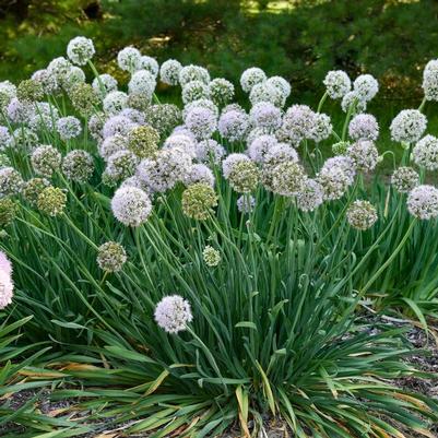 Allium Bobblehead