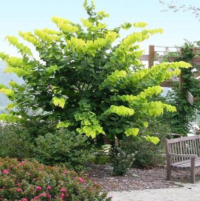 Cercis canadensis Hearts of Gold