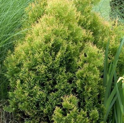 Chamaecyparis pisifera filifera Gold Thread