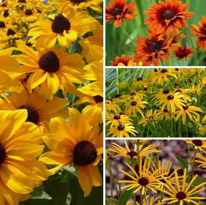 Rudbeckia 