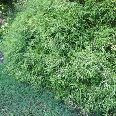 Chamaecyparis pisifera Filifera Aurea