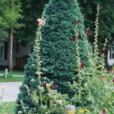 Chamaecyparis pisifera Boulevard