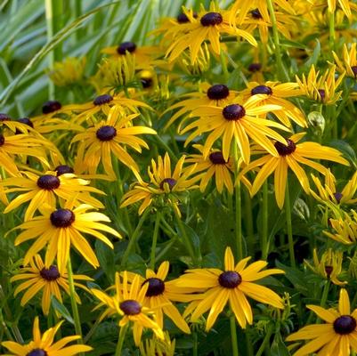 Rudbeckia fulgida 'Goldsturm'