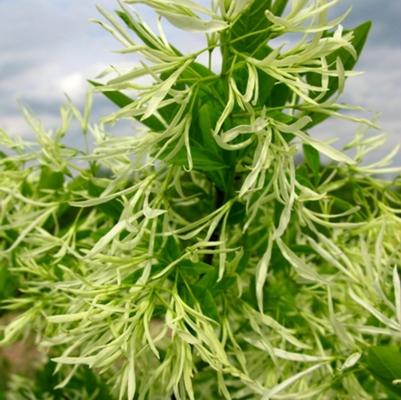 Chionanthus virginicus 
