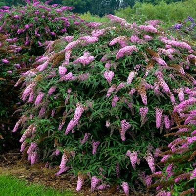 Clematis Earthquake