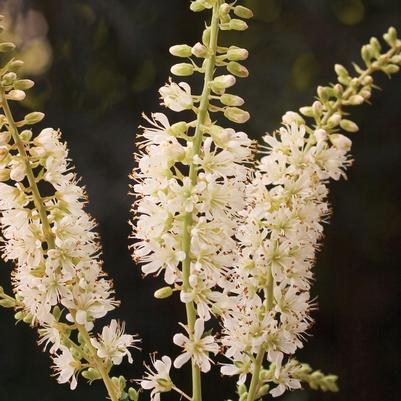 Clethra alnifolia Vanilla Spice&reg;