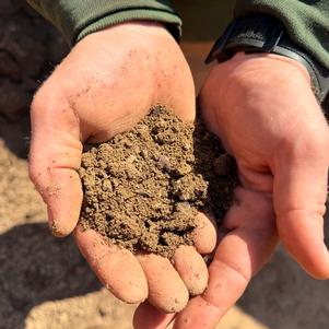 Screened Topsoil