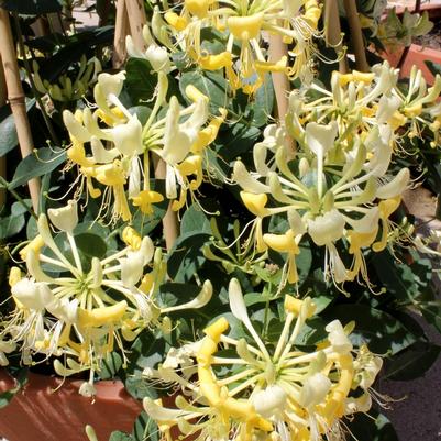 Lonicera periclymenum Scentsation