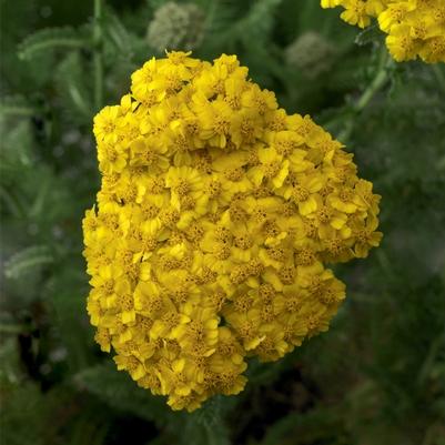 Achillea Yellow